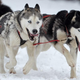 Siberian huskies